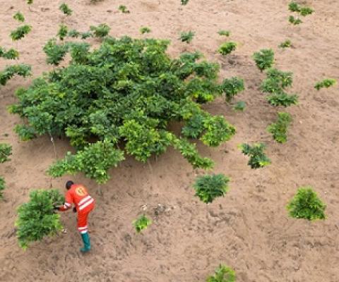 Growing afrormosia trees in the Democratic Republic of Congo. Research showing the potential for forests to lessen climate change has spurred a wave of tree-planting efforts around the world. (Image: Axel Fassio/CIFOR, CC BY-NC-ND 2.0)