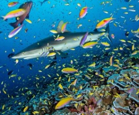 Study finds that remote ocean wilderness areas are sustaining fish populations much better than some of the world’s best marine reserves. Credit - Enric Sala