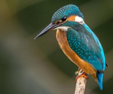 Is Rewilding The Conservation Strategy We Need To Restore Biodiversity?. Credit - Vincent van Zalinge/Unsplash.