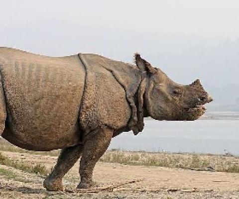 one-horned rhinoceros (Rhinoceros unicornis). Credit: Sharp Photography