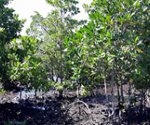 mangroves, Malaita province, Solomon islands. Credit - www.solomonstarnews.com