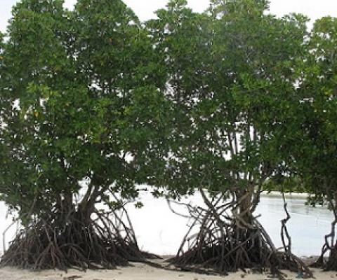 Rhizohpora mangroves in North Tarawa, Kiribati. Credit - V. Jungblut, SPREP