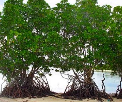 Rhizohpora mangrove in North Tarawa, Kiribati. Credit - V. Jungblut, SPREP