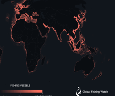 Credit - Global Fishing Watch