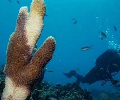 A researcher off the Virgin Islands swims past a pillar coral showing signs of stony coral tissue loss disease (SCTLD). Photographs: Lucas Jackson/Reuters
