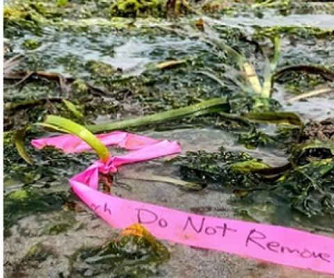 Credit: Cornell University