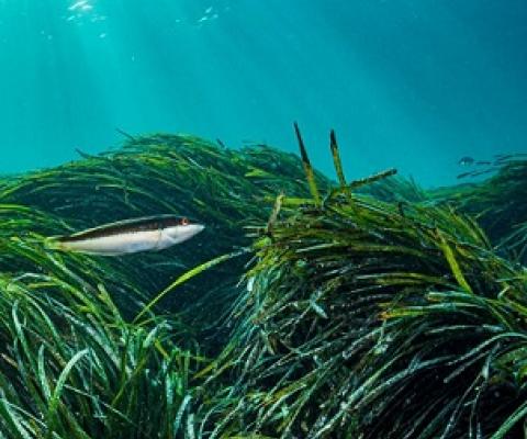 Scientists say the symbiotic bond formed between nitrogen-fixing bacteria and Neptune seagrass is an example of convergent evolution. Photo by Shane Gross/NPL/Minden Pictures