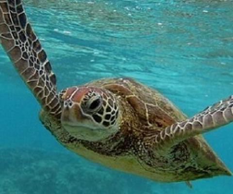 Sea turtle. Credit - Mark Kolbe/Getty Images.