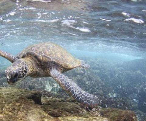 A green sea turtle. Credit - NOAA PACIFIC ISLANDS FISHERIES SCIENCE CENTER