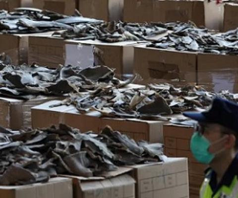 A shipment of dried shark fins seized this month by Hong Kong customs officials. The haul, weighing 26 tonnes, was the biggest in Hong Kong’s history. Photograph: Nora Tam/SCMP/Zuma/Alamy