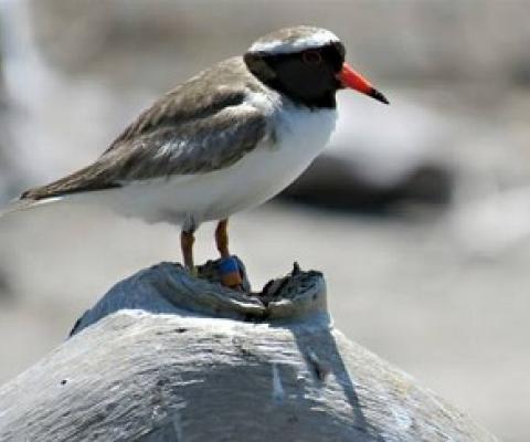 Shore plover numbers on Portland Island are in for a boost from Rocket Lab. Credit - Hawkes Bay Today