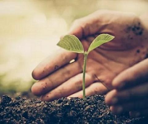 Back to the basics: Covid-19 pushes Pacific islands to take a harder look at sustainability development. Source - https://www.pacificislandtimes.com/ 