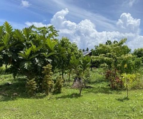 Medicinal plants being studies at the Scientific Research Organization of Samoa’s (SROS) medicinal garden. Image courtesy of Seeseei Molimau-Samasoni.