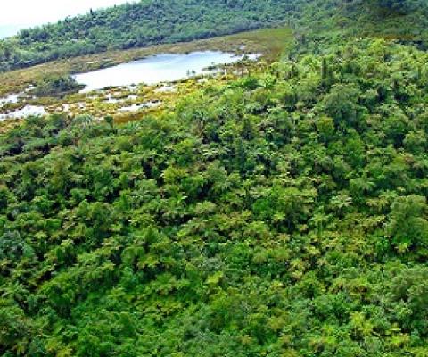 Savaii upland forest crater. Credit - Paul Anderson, SPREP