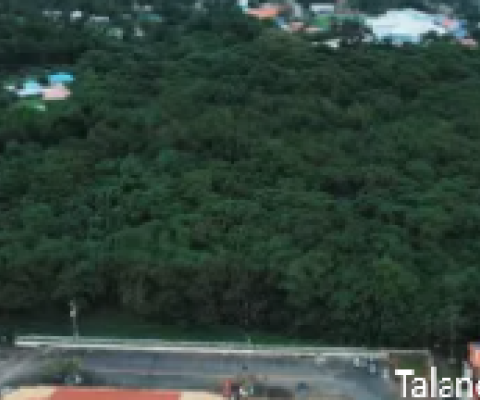 American Samoa Forests