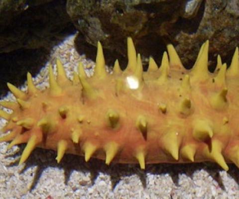 Sea Cucumber Photo: CC by 3.0 Dubai Aquarium