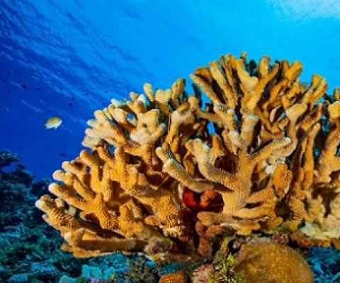 Pocillopora grandis, a coral species photographed in the Rongelap Atoll in the Pacific Ocean. Credit - Greg Asner
