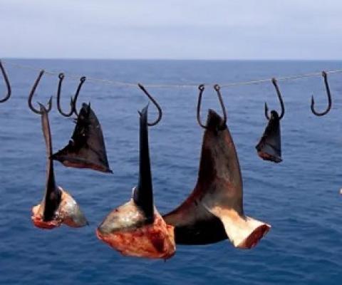 Shark finning is the cruel practice of removing fins from live sharks. Photograph: VW Pics/Universal Images Group/Getty Images