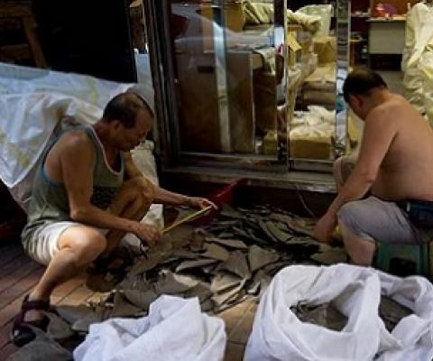 Shark fins being sorted outside a shop in Hong Kong. Image by OceansAsia.