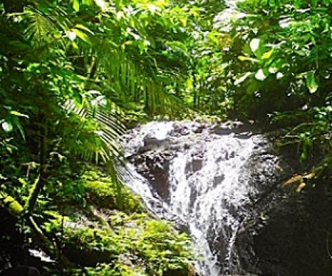 Sirebe Rainforest Conservation Area, Solomon Islands. Credit - DECEM
