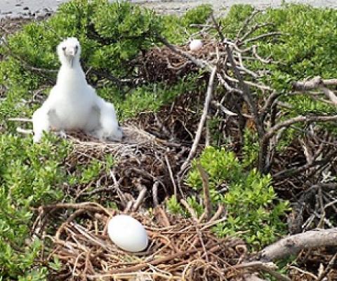 Young Kota'a with eggs. Credit - Te Ipkukarea Society