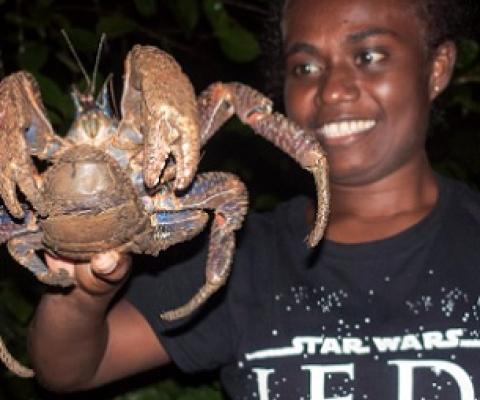 A guide handling a coconut crab at Tetepare. Credit - Moffat Mamu, https://www.solomonstarnews.com/
