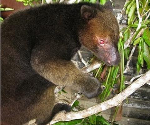 A tree Kangaroo. Credit - Tenkile Conservation Alliance