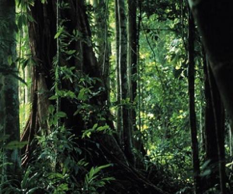 Image by Lorette Dorreboom/Greenpeace.