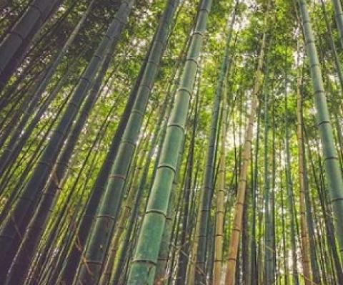 Credit: CC0 Public Domain