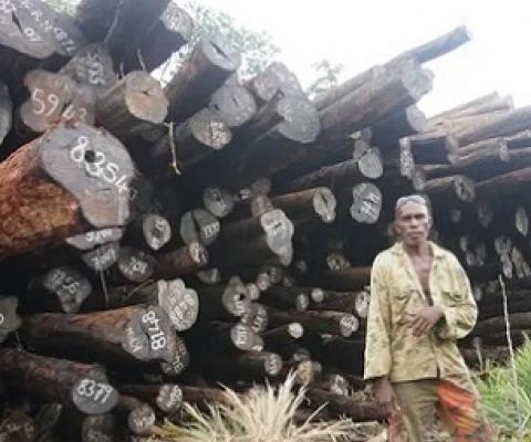 Chief Eric Gnokro of Lelegia village in front of a pile of illegally felled Tubi logs at Korona, San Jorge. Source - https://www.solomontimes.com/