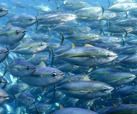 Tuna fisheries. credit - FFA