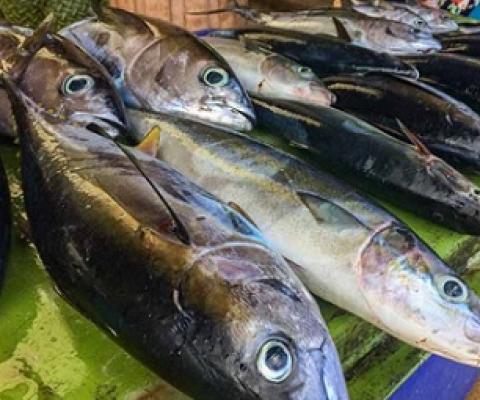 Freshly caught tuna for sale at the Gizo Fish Market. Photo: George J. Maelagi.