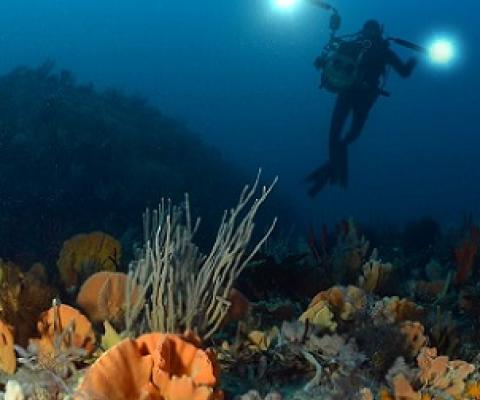 A diver in Tasmanian waters photographs the sponge gardens of Bicheno on Tasmania's east coast.(Supplied: Michael Jacques)
