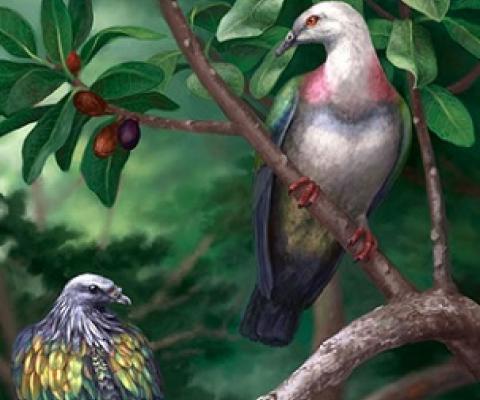 Extinct Tongan pigeons, the large Tongoenas burleyi and smaller Kanaka pigeon (left). Illustration by Danielle Byerley. 
