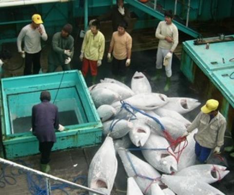 New reports detail threat to Pacific tuna observers, including from COVID-19. Source - https://www.seafoodsource.com/