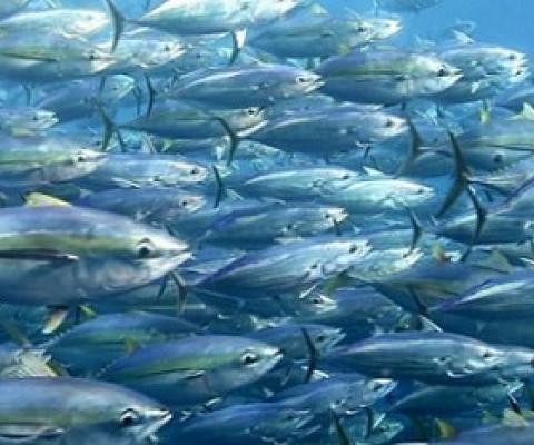 FFA continues to monitor fishing amidst COVID-19 situation