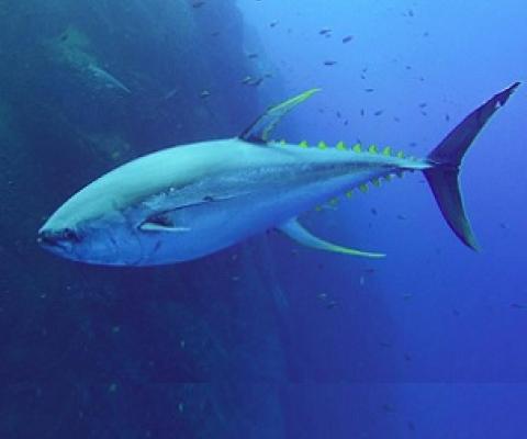 A solitary tuna swimming in the Socorro Islands in the Pacific. Tiffany Duong / Ocean Rebels