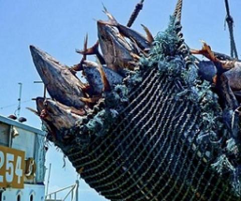 Frozen tuna being transhipped near Madang. Credit - Francisco Blaha.