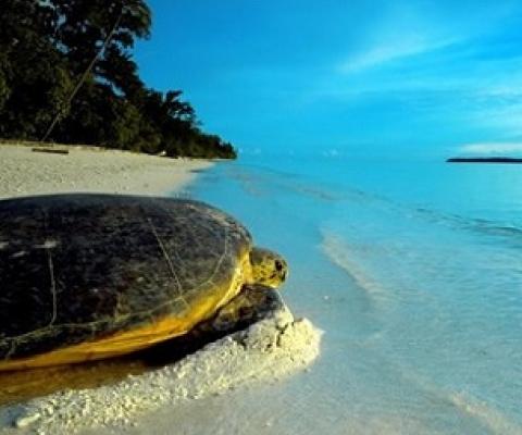 Stunning News on World Ocean Day of Record Release of Endangered Turtle Hatchlings. Credit - www.miragenews.com      