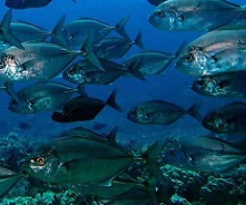 Barred Jacks at Molokini Crater. Photo credit: Whitney Goodell
