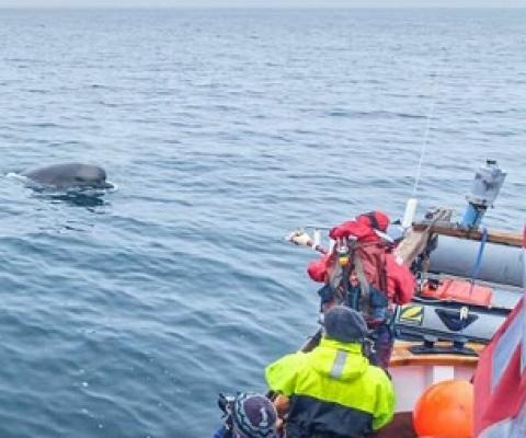 Credit: University of St Andrews