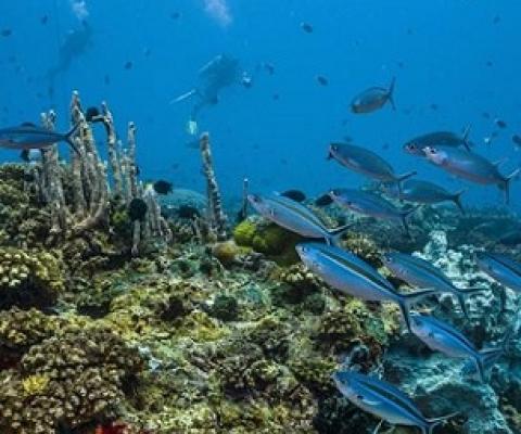 Unknown coral species hauled up in bottom trawling nets - report. Credit -  Photo: AFP / Christoph Gerigk / Biosphoto