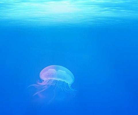 New UN report calls for urgent help for world's oceans. Credit: CC0 Public Domain