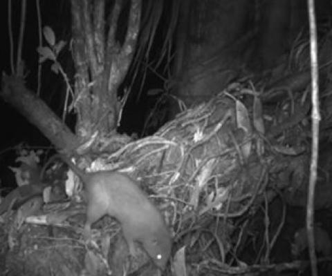 Credit - Lavery et al., Ecology and Evolution 2023