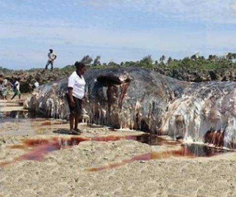 Beached sperm whale, Eton Beach, Vanuatu. Photo: Lynda Tovo