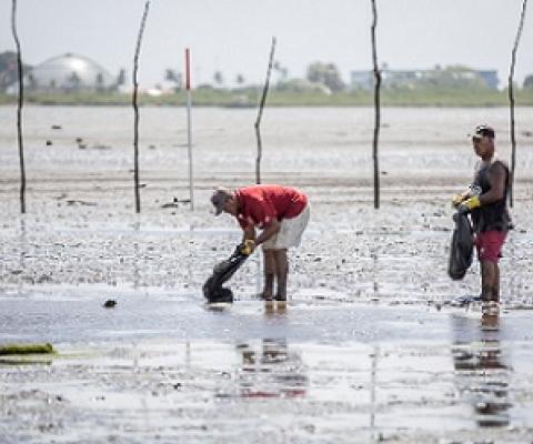 For a better livelihood, Vaiusu replant their mangroves. (Photo: Aufai A. Areta)
