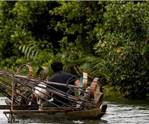 A fisherman on his canoe laden with fishing equipment at the Vailoa mangrove area on Thursday. Credit - Vaitogi A. Matafeo
