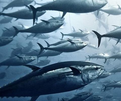Yellowfin tuna, pictured above, are one of many valuable species of tuna overseen by the Western and Central Pacific Fisheries Commission. Credit - Giordano Cipriani/Getty Images