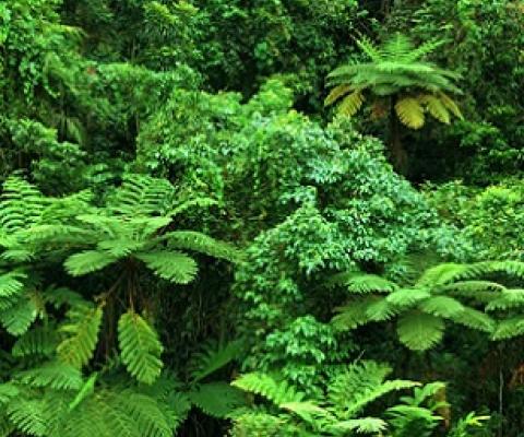 After Aboriginal people were forced from their land, the rainforest understory thickened and became a bushfire risk. Credit - Shutterstock