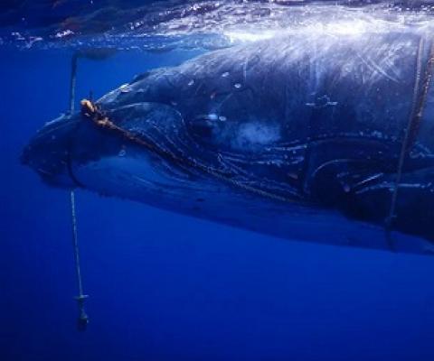 Sub-adult humpback whale entangled in FAD | Photo credits: Facebook/Niue Blue
